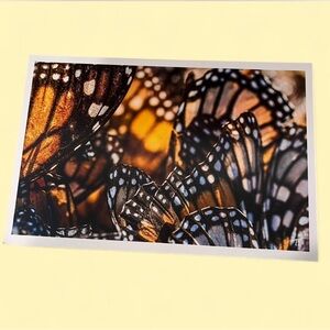 Butterfly Art Print
